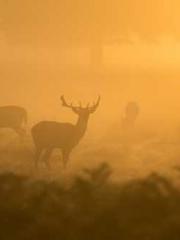 A Wifeapos;s Plea fo