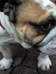 The Return of the Go